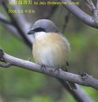 노랑때까치 Brown Shrike