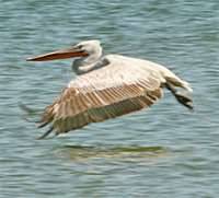 Dalmatian Pelican