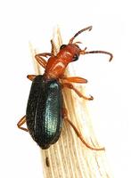 Brachinus crepitans