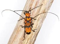 Purpuricenus desfontainii desfontainii