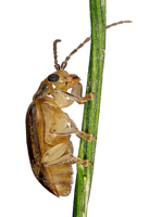 Pyrrhalta viburni