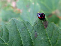 Brumus quadripustulatus