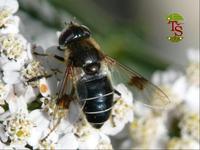 Eristalis dimidiatus