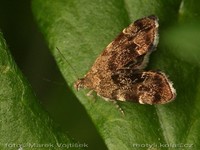 Anthophila fabriciana - Nettle-tap