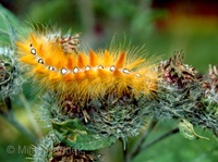 Acronicta aceris - Sycamore