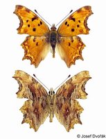 Polygonia egea - Southern Comma