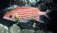 Sargocentron diadema, Crown squirrelfish: fisheries, aquarium