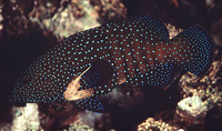 Cephalopholis argus, Peacock hind: fisheries, gamefish, aquarium