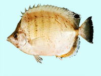 Chaetodon assarius, West Australian butterflyfish: