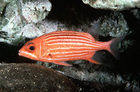 Sargocentron xantherythrum, Hawaiian squirrelfish: aquarium