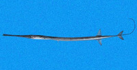 Fistularia corneta, Pacific cornetfish: fisheries
