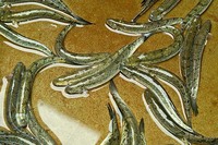 Pseudapocryptes elongatus, : fisheries