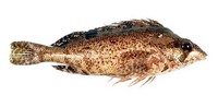 Chironemus georgianus, Tasselled kelpfish: fisheries
