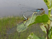 Erythromma najas - Red-eyed Damselfly