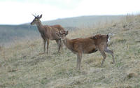 Image of: Cervus nippon (sika deer)