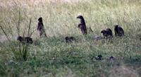 Image of: Mungos mungo (banded mongoose)