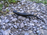 Salamandra atra - Alpine Salamander