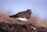 Arenaria melanocephala - Black Turnstone