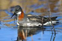 Phalaropus lobatus - Red-necked Phalarope