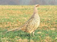 Phasianus colchicus - Pheasant