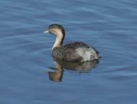 Tachybaptus novaehollandiae - Australasian Grebe