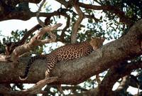 Panthera pardus pardus - African Leopard