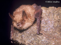 Myotis emarginatus - Geoffroy's Bat
