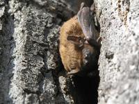 Nyctalus noctula - Noctule
