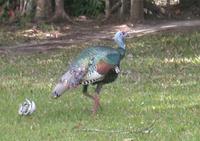 Image of: Meleagris ocellata (ocellated turkey)