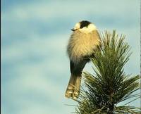 Image of: Perisoreus canadensis (grey jay)