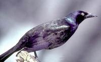 Image of: Quiscalus quiscula (common grackle)