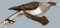 Image of: Scythrops novaehollandiae (channel-billed cuckoo)