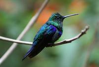 Image of: Thalurania fannyi (green-crowned woodnymph)