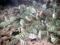 Image of: Acanthurus triostegus (convictfish)