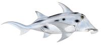 Image of: Callorhinchus milii