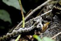 Vipera ammodytes