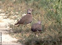 Island Collared Dove - Streptopelia bitorquata