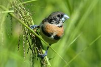 Chestnut breasted Mannikin