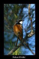 Rufous Whistler