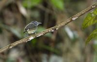 Spot-crowned Antvireo (Dysithamnus stictothorax) photo