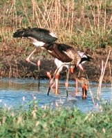 Saddle-billed Stork - Ephippiorhynchus senegalensis