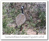 Black Bustard - Eupodotis afra