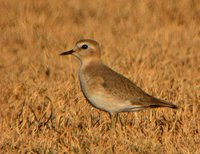 Mountain Plover - Charadrius montanus