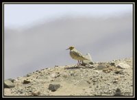 Tawny-throated Dotterel - Oreopholus ruficollis