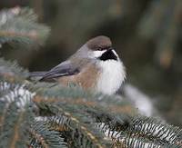 Boreal Chickadee (Poecile hudsonicus) photo