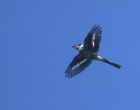 Ryukyu Minivet (Pericrocotus tegimae) photo