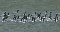 Black-necked Swan (Cygnus melanocorypha) photo