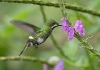 Green Thorntail (Popelairia conversii) photo