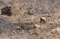 Least Seedsnipe - Thinocorus rumicivorus