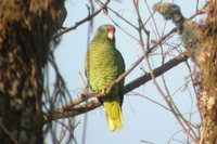 Tucuman Parrot - Amazona tucumana